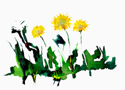 2014_Dente_di_Leone_250x180